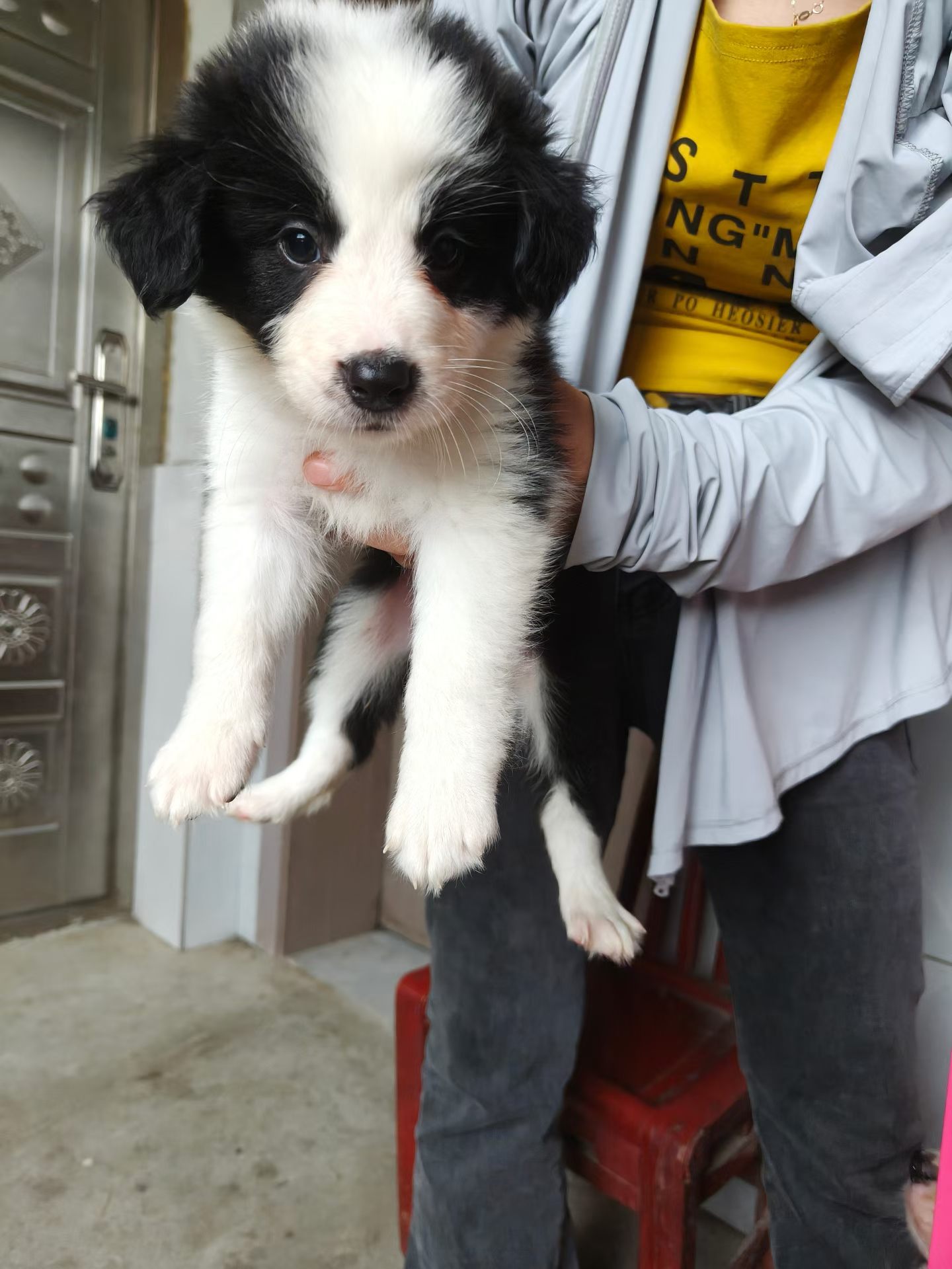 边境牧羊犬 300带走 弟弟妹妹都有